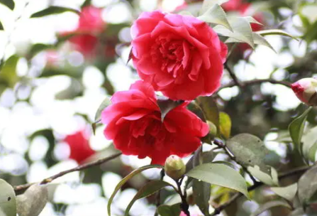 山茶花