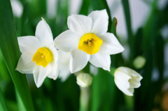 水仙花适合在家里养吗好处哪些