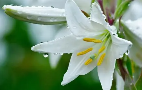 百合花