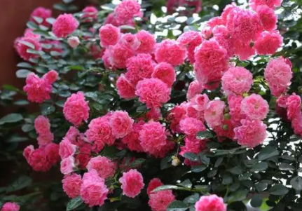 蔷薇插花方式