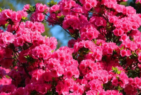 杜鹃花