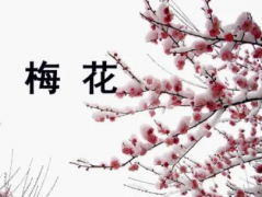 梅花的性格特点代表着哪些品质