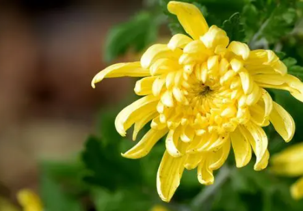 秋菊