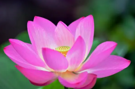 莲花