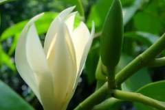 有哪些能使白兰花推迟凋谢的方法