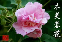 芙蓉花与其他花有哪些不同举例