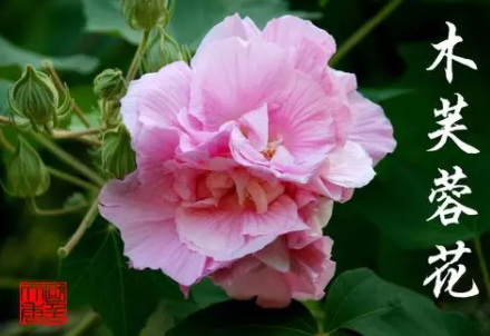 芙蓉花