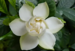 栀子花有哪些特点用途功效如何