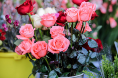 插好花后鲜花怎么保鲜持久一点
