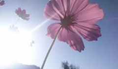 中国传统插花追求的意境是什么