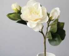 对桅子花插花保养养殖插花保鲜方法