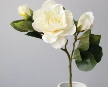 栀子花插花