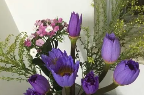 插花睡莲养护
